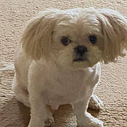 Nicky is registered to the contest to win money with this photo: dog, small_dog, white_dog, pet, carpet, indoor, floppy_ears, sitting, animal, cute, furry, domestic_animal, looking_at_camera, front_view, companion, young_dog, fur, canine, portrait, household