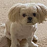 dog, small_dog, white_dog, pet, carpet, indoor, floppy_ears, sitting, animal, cute, furry, domestic_animal, looking_at_camera, front_view, companion, young_dog, fur, canine, portrait, household
