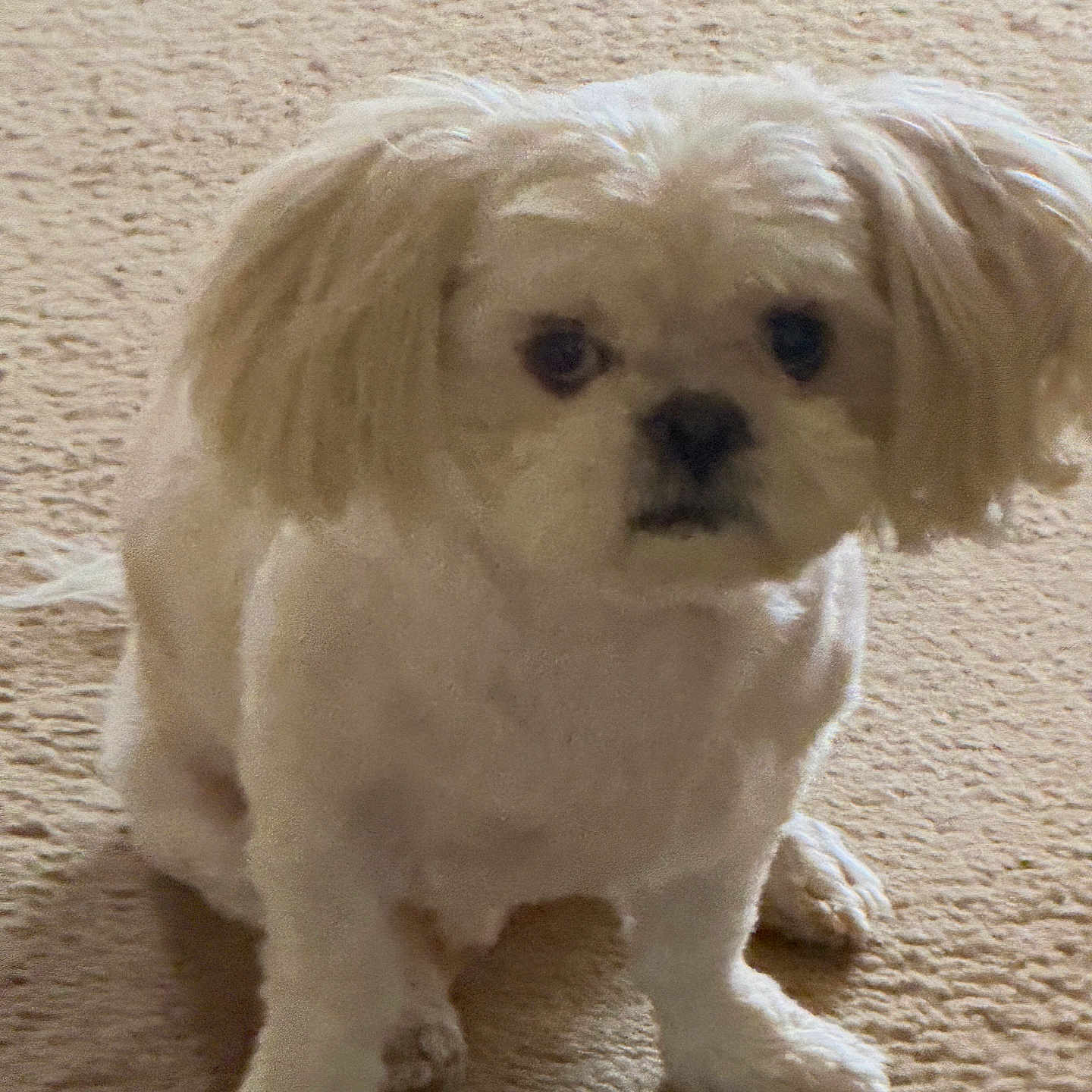 Nicky is registered to the contest to win money with this photo: dog, small_dog, white_dog, pet, carpet, indoor, floppy_ears, sitting, animal, cute, furry, domestic_animal, looking_at_camera, front_view, companion, young_dog, fur, canine, portrait, household