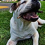 dog, grass, stick, outdoor, happy, pet, canine, nature, playful, animal, summer, park, tongue, mouth, ears, paw, daylight, sky, trees, relaxing
