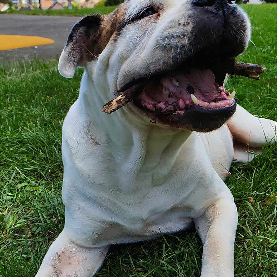 Luna a rejoint le concours — aidez-le/la à gagner de superbes lots ! animal, canine, daylight, dog, ears, grass, happy, mouth, nature, outdoor, park, paw, pet, playful, relaxing, sky, stick, summer, tongue, trees
