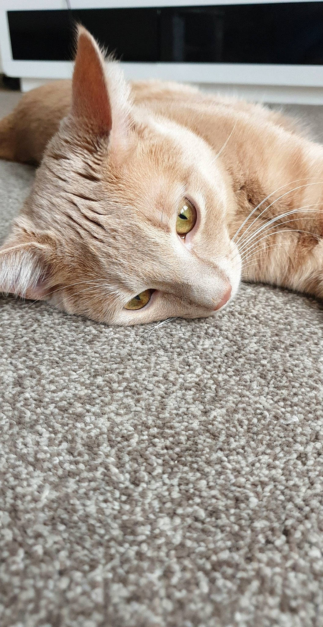 Simba a rejoint le concours — aidez-le/la à gagner de superbes lots ! asian, australian_mist, carnivore, cat, domestic_short_haired_cat, european_shorthair, eye, fawn, felidae, fur, mammal, singapura, small_to_medium_sized_cats, snout, tabby_cat, vertebrate, whiskers