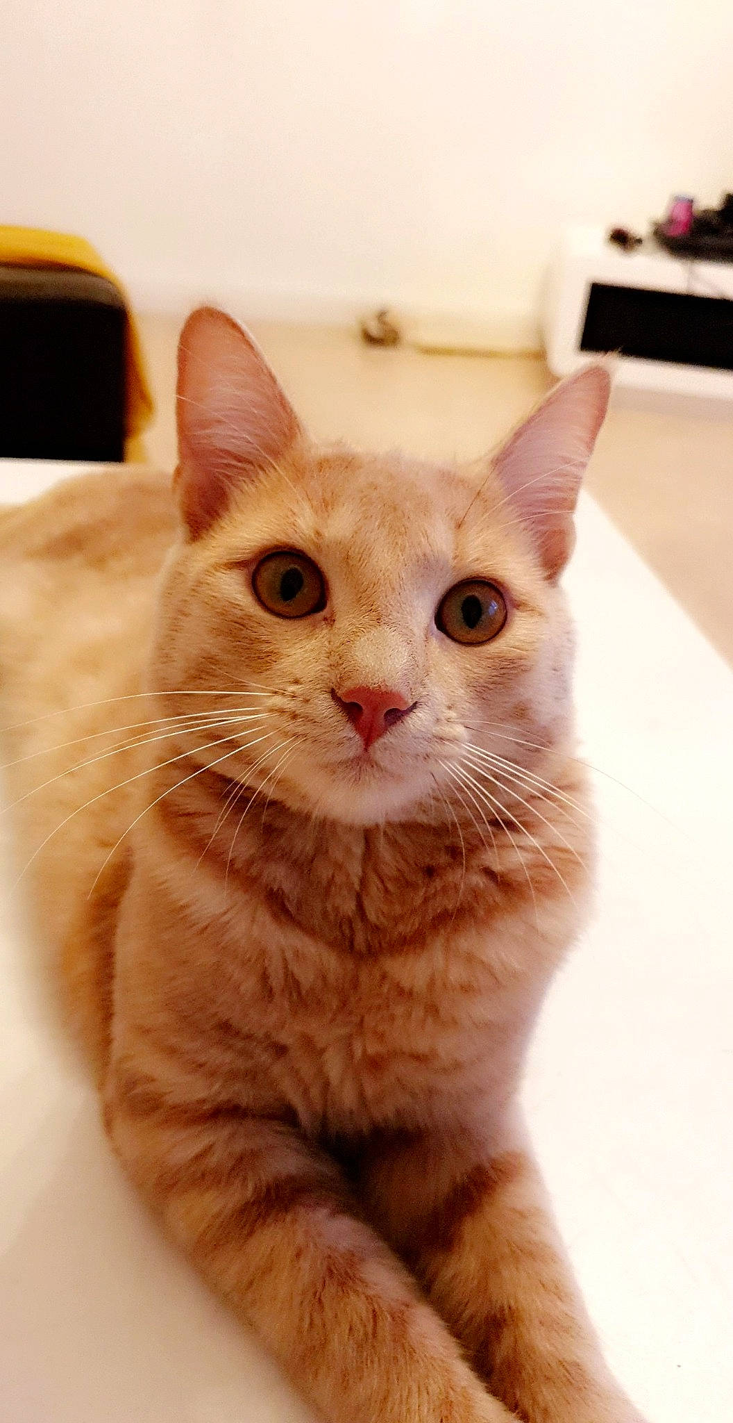 Simba participe au concours pour gagner de l'argent avec cette photo : aegean_cat, arabian_mau, asian, australian_mist, burmilla, carnivore, cat, domestic_short_haired_cat, european_shorthair, fawn, felidae, german_rex, mammal, small_to_medium_sized_cats, snout, vertebrate, whiskers