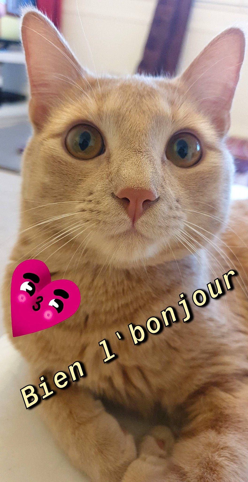 Simba participe au concours pour gagner de l'argent avec cette photo : arabian_mau, asian, carnivore, cat, domestic_short_haired_cat, european_shorthair, fawn, felidae, javanese, kitten, mammal, oriental_longhair, oriental_shorthair, photo_caption, small_to_medium_sized_cats, snout, vertebrate, whiskers