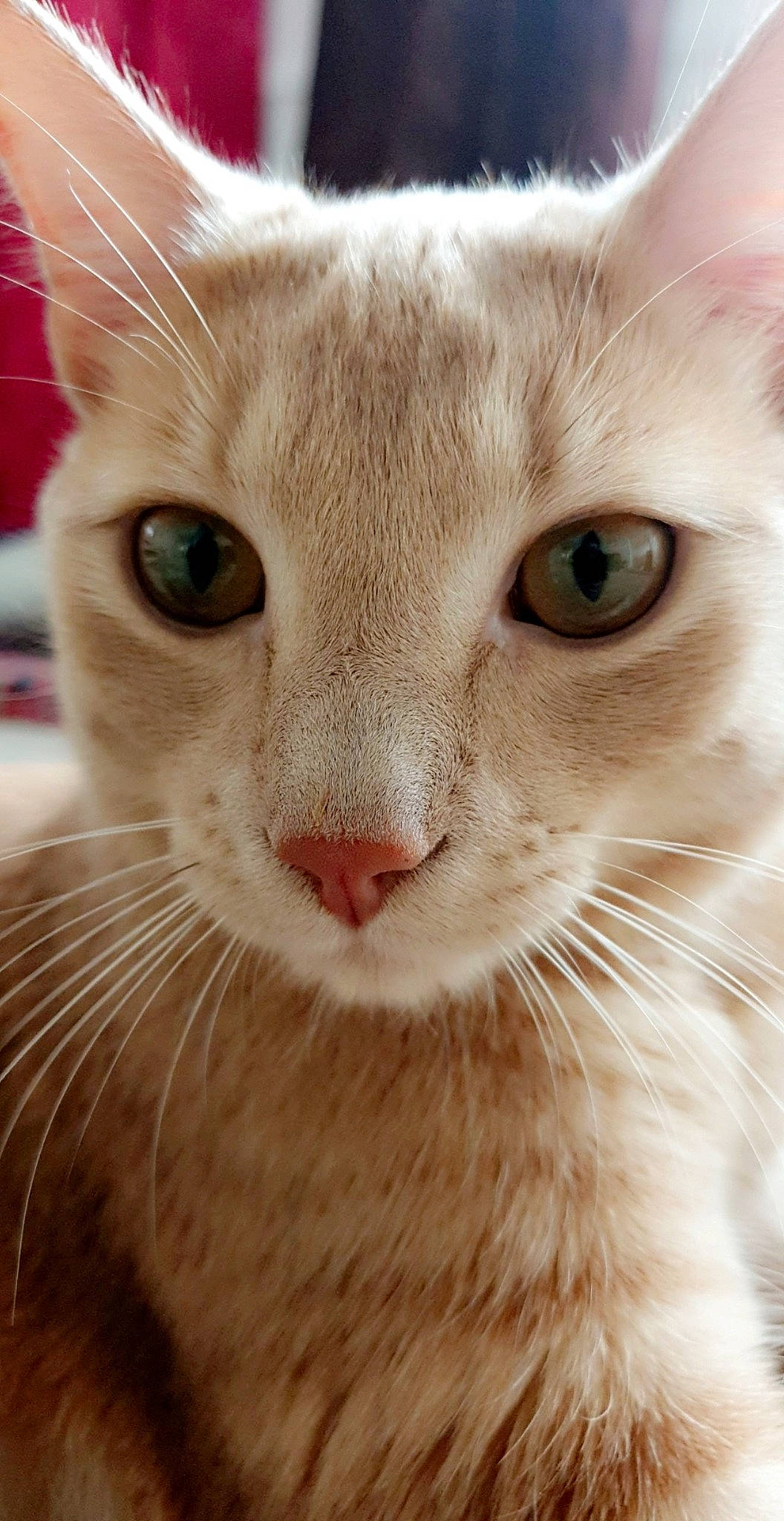 Simba a rejoint le concours — aidez-le/la à gagner de superbes lots ! aegean_cat, asian, australian_mist, burmilla, carnivore, cat, close_up, colorpoint_shorthair, eye, felidae, javanese, mammal, nose, ojos_azules, oriental_longhair, singapura, small_to_medium_sized_cats, snout, vertebrate, whiskers