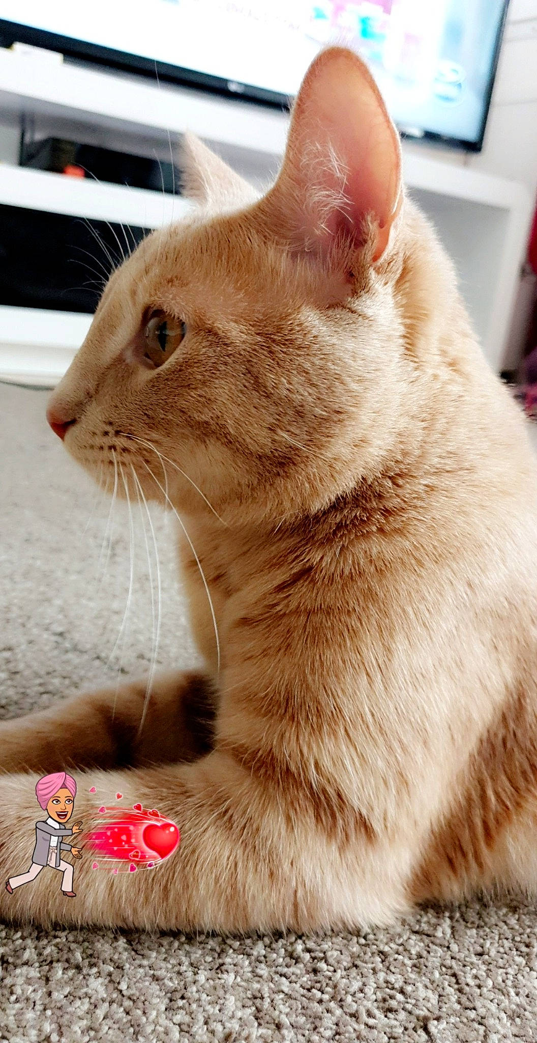 Simba a rejoint le concours — aidez-le/la à gagner de superbes lots ! american_shorthair, asian, carnivore, cat, colorpoint_shorthair, domestic_short_haired_cat, european_shorthair, fawn, felidae, german_rex, mammal, small_to_medium_sized_cats, snout, turkish_angora, vertebrate, whiskers