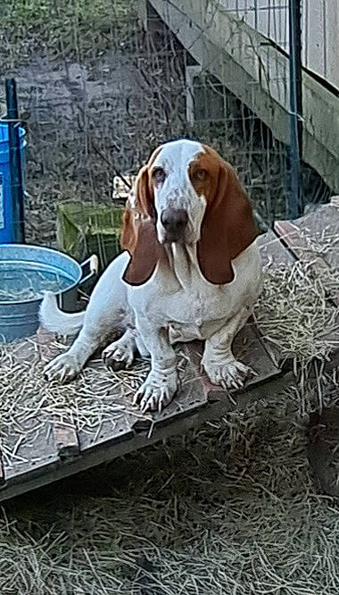 Lincoln joined the competition — help win amazing prizes! canidae, carnivore, chair, collar, companion_dog, dog, dog_breed, dog_supply, fawn, gun_dog, hound, hunting_dog, liver, pet_supply, scent_hound, snout, sporting_group, terrestrial_animal, wood, working_animal