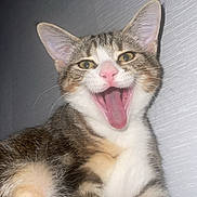 Géorgia a rejoint le concours — aidez-le/la à gagner de superbes lots ! animal, cat, close_up, feline, funny, gray_background, green_eyes, indoors, meowing, open_mouth, pet, pink_nose, portrait, sitting, striped_fur, tabby_cat, tongue, upright, whiskers, white_chest