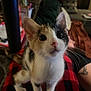 Callie is registered to the contest to win money with this photo: kitten, calico, cat, pet, indoor, blanket, red_and_black_checkered, whiskers, fur, cute, young_animal, small_paws, looking_up, domestic_cat, home, cozy, furniture, animal, closeup, curious