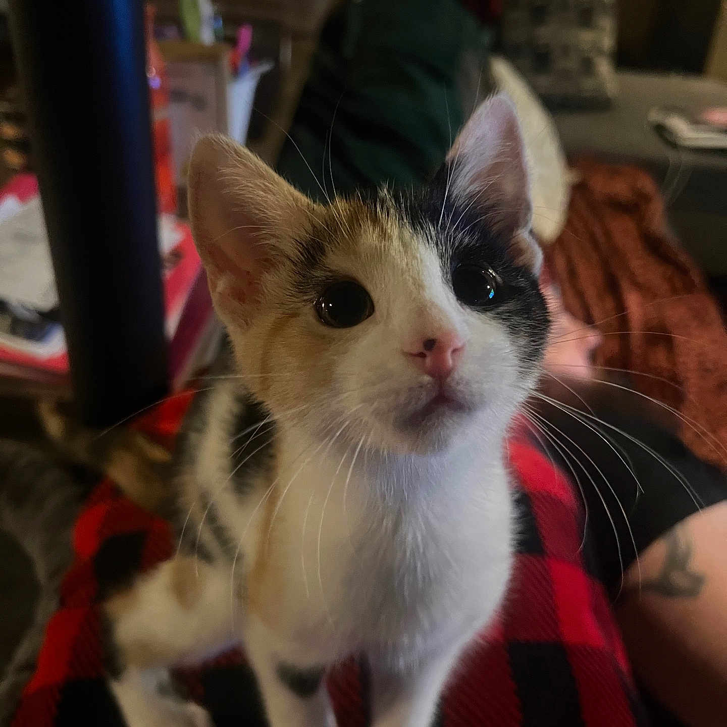 Callie