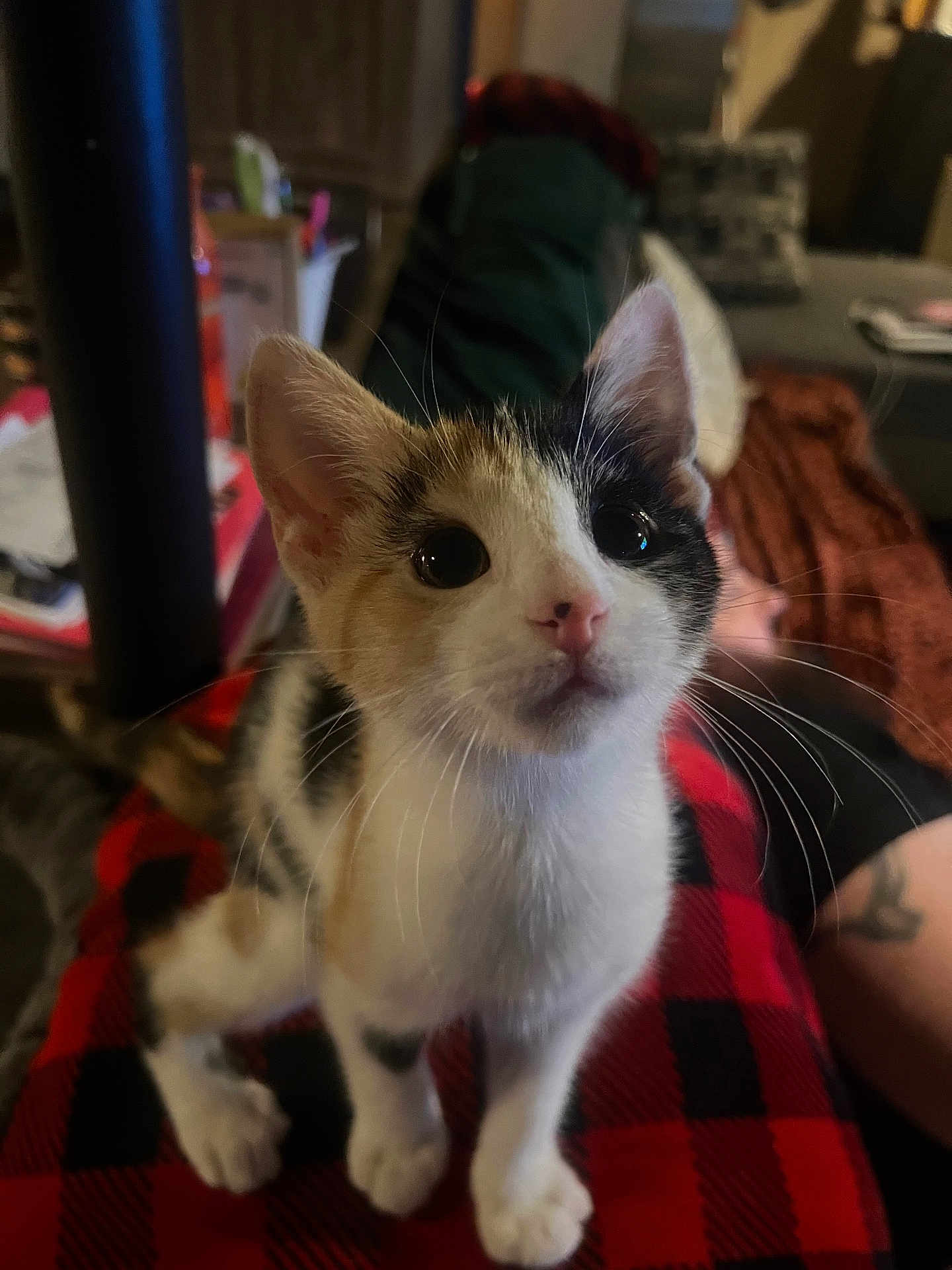 Callie