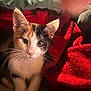 Callie joined the competition — help win amazing prizes! kitten, cat, calico, whiskers, eyes, fur, blanket, red_blanket, green_blanket, cozy, pet, animal, indoor, closeup, cute, young, domestic_cat, fur_pattern, resting, soft_lighting