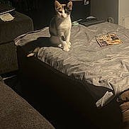 Callie joined the competition — help win amazing prizes! cat, kitten, calico, bed, gray_sheet, couch, trash_bin, indoor, shadow, lighting, furniture, cozy, curious, pet, animal, home, room, soft_light, sitting, quiet