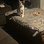 animal, bed, calico, cat, couch, cozy, curious, furniture, gray_sheet, home, indoor, kitten, lighting, pet, quiet, room, shadow, sitting, soft_light, trash_bin