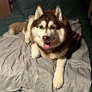 Nova joined the competition — help win amazing prizes! dog, husky, pet, bed, blanket, quilt, indoor, fur, canine, animal, cute, tongue_out, smiling, resting, cozy, comfort, bedroom, paw, ears, face