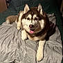 animal, bed, bedroom, blanket, canine, comfort, cozy, cute, dog, ears, face, fur, husky, indoor, paw, pet, quilt, resting, smiling, tongue_out