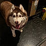 Nova is registered to the contest to win money with this photo: dog, husky, pet, animal, indoor, floor, tile, box, cardboard, tongue_out, happy, fur, brown, white, ears, standing, looking_up, domestic, canine, companion