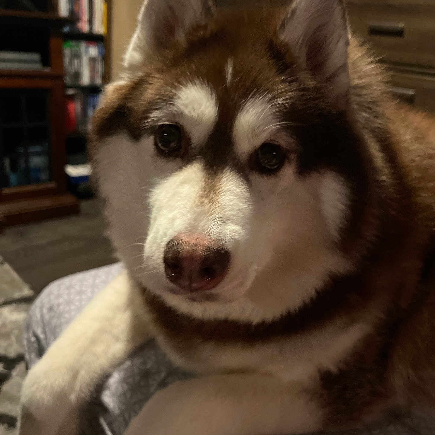 Nova is registered to the contest to win money with this photo: animal, bookcase, canine, dog, eskimodog, furniture, husky, indoors, interiordesign, person, pet, puppy, shelf, snout, whitedog