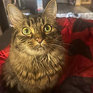 Luna is registered to the contest to win money with this photo: animal, black, blanket, cat, closeup, cozy, curious, cute, ears, eyes, feline, fur, home, indoor, pet, portrait, red, soft, tabby, whiskers
