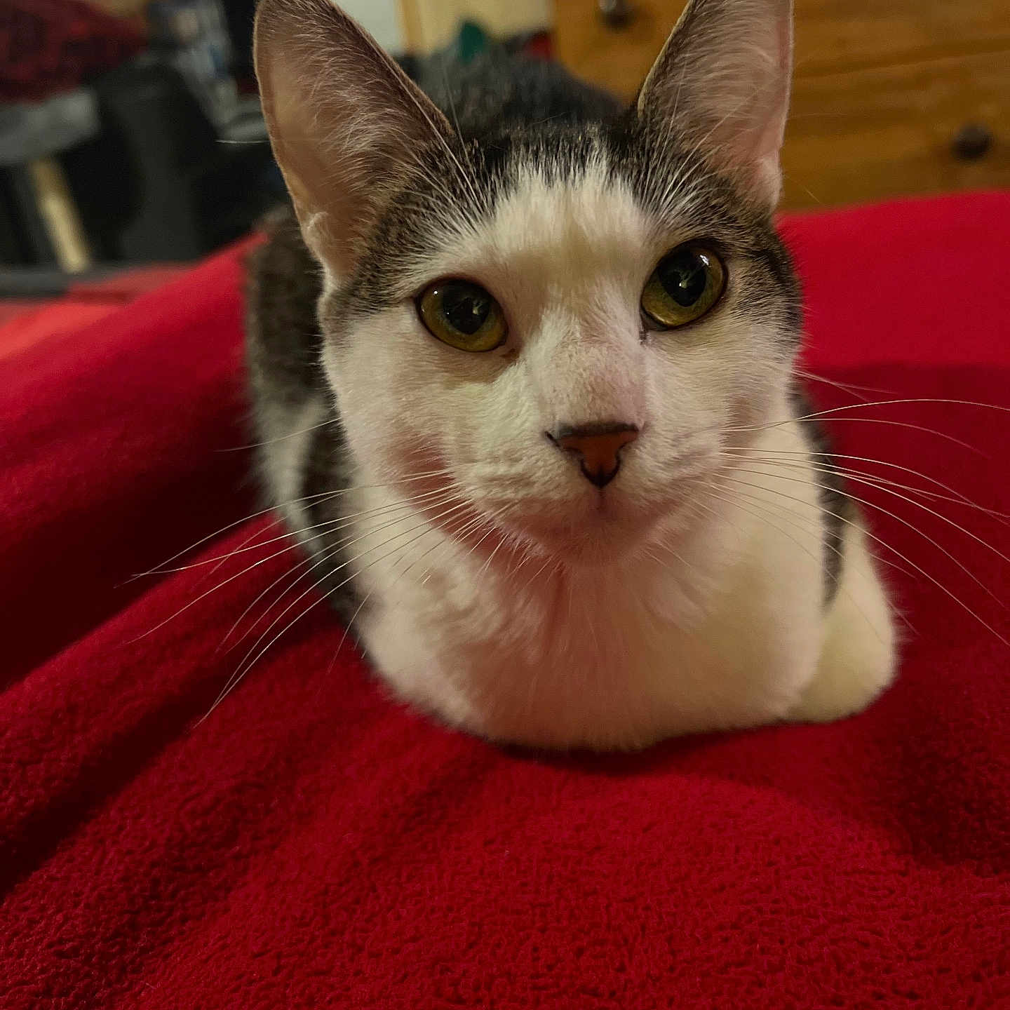 Angel