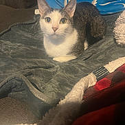 Angel joined the competition — help win amazing prizes! animal, blanket, cat, comfort, cozy, cushion, cute, eyes, feline, fur, home, indoor, looking, pet, relaxed, resting, sitting, soft, texture, whiskers