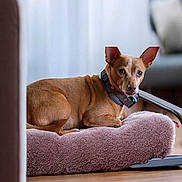 Charlie joined the competition — help win amazing prizes! dog, brown_dog, pet_bed, indoor, floor, plush, curious, ears_up, small_dog, relaxed, furniture, domestic, animal, canine, collar, resting, cozy, home, companion, cute