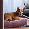 dog, brown_dog, pet_bed, indoor, floor, plush, curious, ears_up, small_dog, relaxed, furniture, domestic, animal, canine, collar, resting, cozy, home, companion, cute