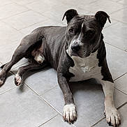 Norton a rejoint le concours — aidez-le/la à gagner de superbes lots ! animal, calm, canine, companion, dog, domestic, ears, floor, gray_fur, indoor, laying_down, looking, mammal, paw, pet, pitbull, short_hair, snout, tile_floor, white_fur