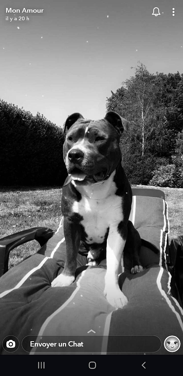 Norton participe au concours pour gagner de l'argent avec cette photo : black_and_white, carnivore, collar, companion_dog, dog, dog_breed, dog_collar, fawn, grass, monochrome, monochrome_photography, plant, sky, snout, sporting_group, style, tints_and_shades, tree, whiskers, working_animal