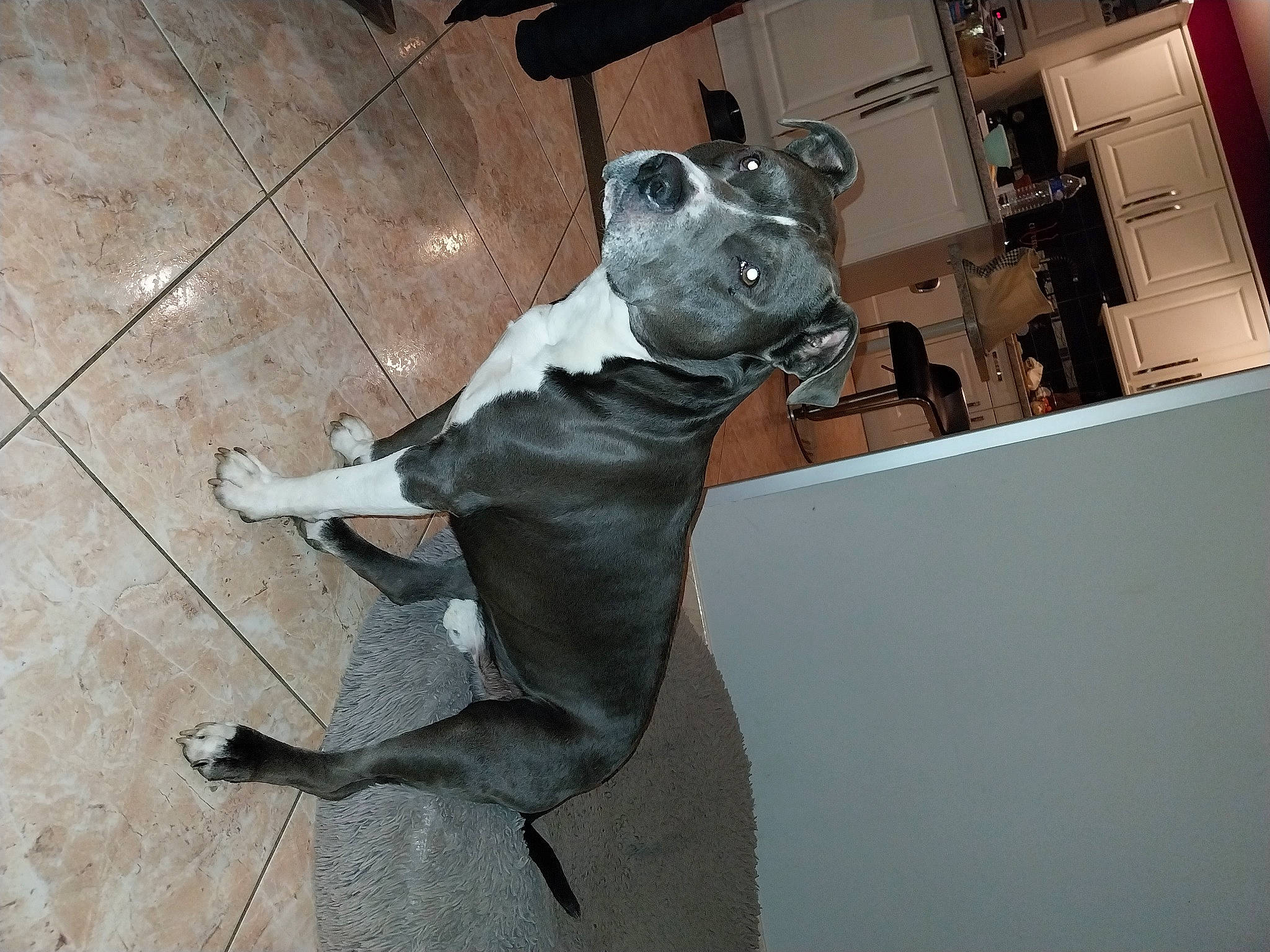 Norton a rejoint le concours — aidez-le/la à gagner de superbes lots ! art, canidae, carnivore, companion_dog, costume, dog, dog_breed, fawn, felidae, fictional_character, flooring, fur, snout, sporting_group, tail, terrestrial_animal, toy, whiskers, wood, working_animal