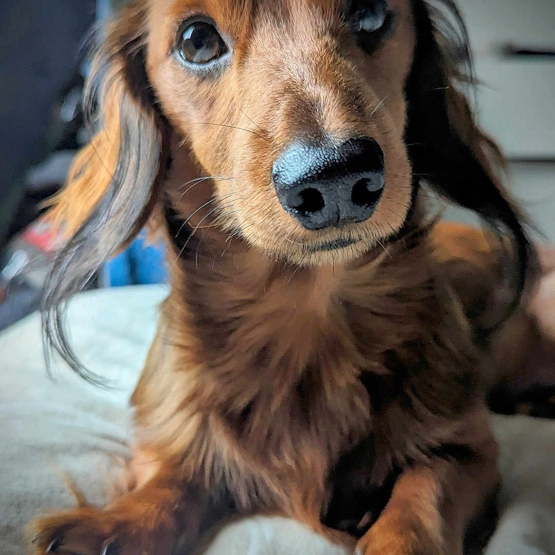 Toby