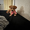 Pretty is registered to the contest to win money with this photo: animal, bed, bedroom, black_bedding, blanket, bow_tie, brown_fur, cute, dog, door, home, indoors, lying_down, pet, pink_bow, portrait, puppy, sitting, small_dog, wall