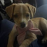 Pretty is registered to the contest to win money with this photo: adorable, animal, brown_fur, car, close_up, cute, dog, floppy_ears, indoor, muzzle, pet, pink_bow, portrait, puppy, seated, soft_lighting, travel, vehicle_interior, whiskers, white_markings