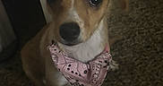 Pretty is registered to the contest to win money with this photo: animal, bandana, black_nose, brown_fur, canine, carpet, close_up, cute, dog, floppy_ear, indoors, living_room, pet, pink_bandana, portrait, puppy, sitting, tan_and_white, upright_ear, white_fur