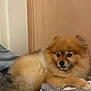 Noon a rejoint le concours — aidez-le/la à gagner de superbes lots ! bedroom, blanket, cozy, cute, dog, eyes, fluffy_fur, fur_ball, home, indoor, laundry, paw, pet, pile, pomeranian, portrait, resting, small_dog, snout, wooden_door