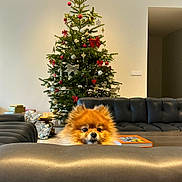 Noon participe au concours pour gagner de l'argent avec cette photo : book, christmas_tree, coffee_table, couch, cozy, cute, decorations, dog, festive, fur, holiday, home, indoor, leather, living_room, ornaments, peek, pet, pomeranian, presents
