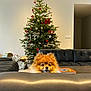 book, christmas_tree, coffee_table, couch, cozy, cute, decorations, dog, festive, fur, holiday, home, indoor, leather, living_room, ornaments, peek, pet, pomeranian, presents