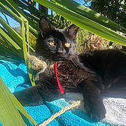Gaspard a rejoint le concours — aidez-le/la à gagner de superbes lots ! cat, black_cat, animal, pet, outdoor, sunlight, greenery, palm_leaves, towel, relaxing, closeup, looking_away, fur, whiskers, nature, summer, playful, string, golden_eyes, shadows
