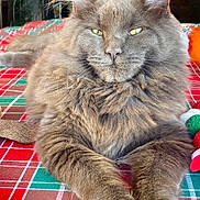 Acide a rejoint le concours — aidez-le/la à gagner de superbes lots ! cat, close_up, domestic_animal, ears, feline, fluffy, fur, gray_cat, home, indoor, long_hair, lying_down, paws, pet, plaid_pattern, portrait, relaxed, tablecloth, whiskers, yellow_eyes
