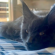 Acide a rejoint le concours — aidez-le/la à gagner de superbes lots ! cat, gray_cat, close_up, sleepy, relaxed, pet, animal, feline, whiskers, ears, bed, blanket, window, indoor, soft_light, fur, face, resting, cozy, domestic
