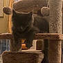 cat, cat_tree, indoor, furniture, pet, animal, fluffy, dark_fur, relaxing, cozy, hanging_clothes, towel, carpeted, feline, home, sitting, resting, soft_texture, warm_lighting, furniture_leg
