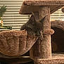 Acide a rejoint le concours — aidez-le/la à gagner de superbes lots ! cat, cat_tree, hammock, gray_cat, sleeping_cat, indoor, furniture, pineapple, cucumber, plate, pet, cozy, relaxed, fluffy, animal, household, window_blinds, resting, pet_furniture, domestic_cat