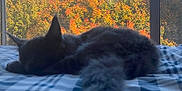 Acide participe au concours pour gagner de l'argent avec cette photo : cat, sleeping, bed, blanket, window, autumn, fall_leaves, orange_leaves, yellow_leaves, green_leaves, plaid_pattern, indoor, cozy, resting, feline, soft_light, nature, seasonal, quiet, relaxation