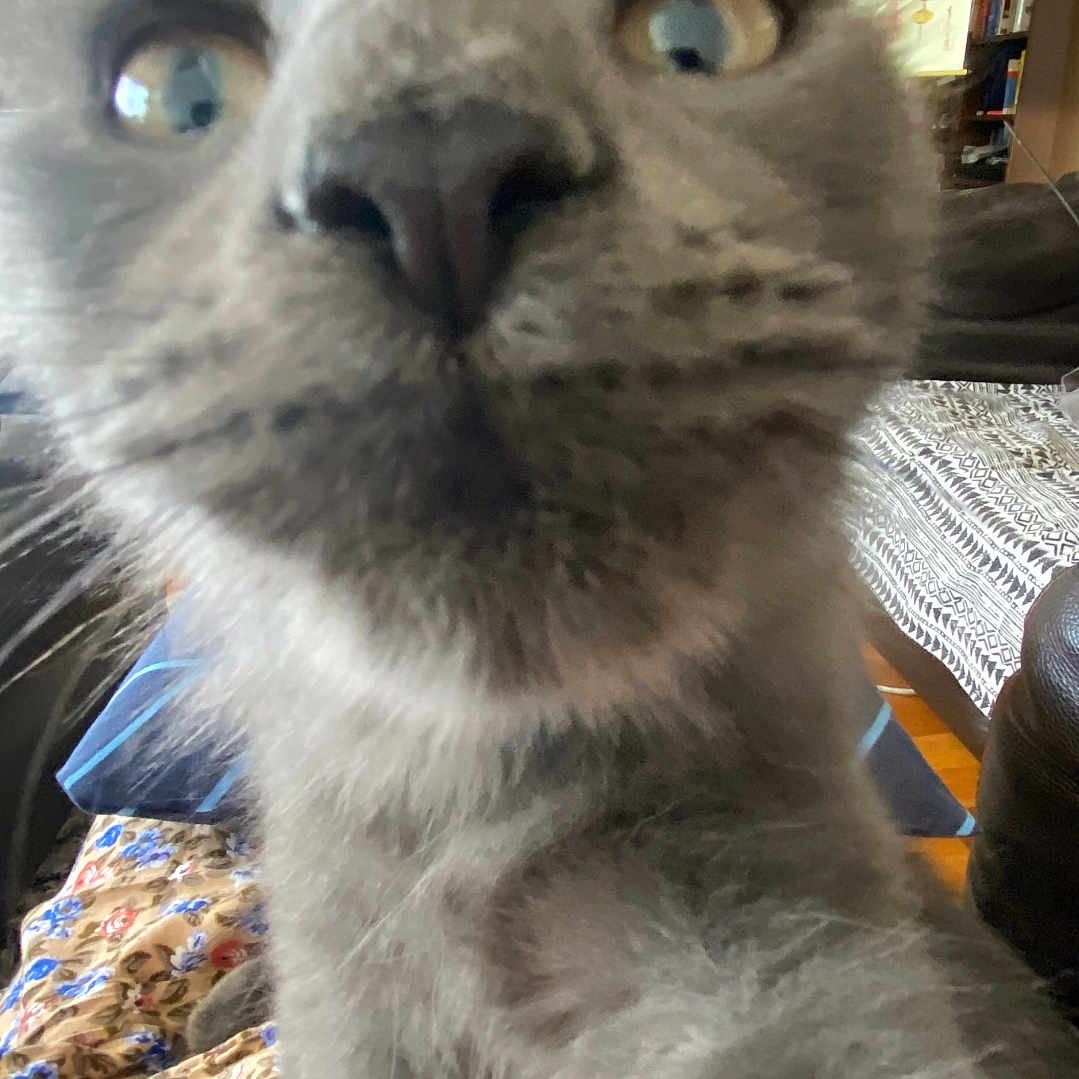 Acide a rejoint le concours — aidez-le/la à gagner de superbes lots ! animal, blue_eyes, blurred, bookshelf, cat, close_up, curious, cute, fabric, feline, funny, fur, gray_cat, indoor, living_room, nose, patterned, pet, portrait, whiskers