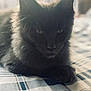 cat, black_cat, pet, animal, feline, indoor, closeup, laying_down, fur, whiskers, ears, eyes, blanket, plaid, soft_light, cozy, resting, portrait, domestic_animal, cute