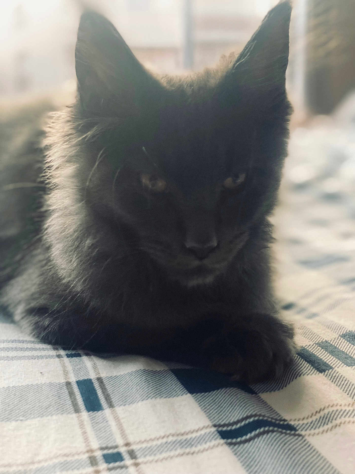 Acide participe au concours pour gagner de l'argent avec cette photo : cat, black_cat, pet, animal, feline, indoor, closeup, laying_down, fur, whiskers, ears, eyes, blanket, plaid, soft_light, cozy, resting, portrait, domestic_animal, cute