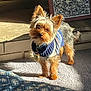 Beau is registered to the contest to win money with this photo: alert, black_and_white_photo, blanket, blue_sweater, carpet, collar, dog, ears, framed_photo, fur, indoor, paw_print_pattern, pet, small_dog, standing, striped_sweater, sunlight, sweater, tag, yorkshire_terrier