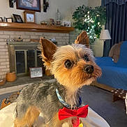 Beau is registered to the contest to win money with this photo: dog, small_dog, bow_tie, pet, indoor, living_room, fireplace, blanket, furniture, framed_picture, plant, lamp, curtains, carpet, decor, portrait, cute, animal, companion, curious