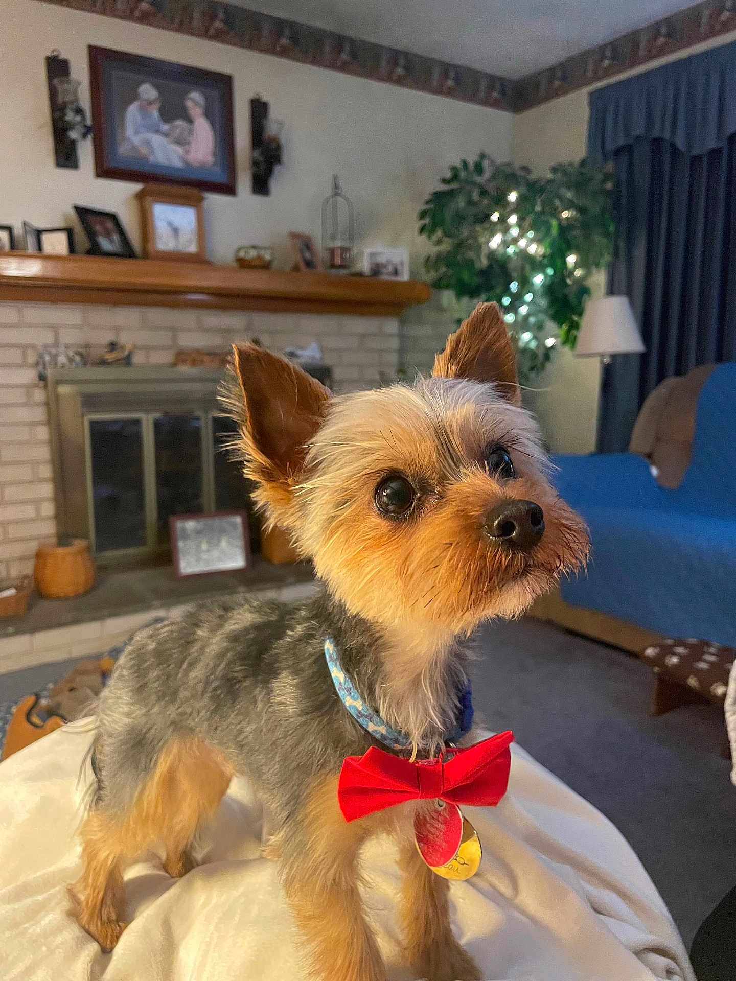 Beau is registered to the contest to win money with this photo: dog, small_dog, bow_tie, pet, indoor, living_room, fireplace, blanket, furniture, framed_picture, plant, lamp, curtains, carpet, decor, portrait, cute, animal, companion, curious