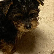 Beau is registered to the contest to win money with this photo: animal, black, brown, canine, close_up, cute, dog, domestic_animal, floor, fur, furry, indoor, mammal, pet, portrait, puppy, small, tile, whiskers, young